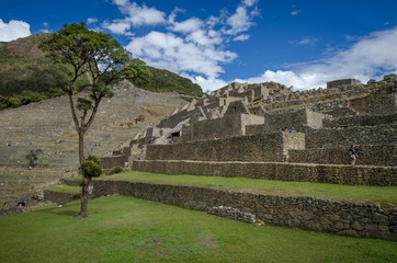 machu picchu and tree