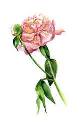 Watercolor peony. Botanical illustration