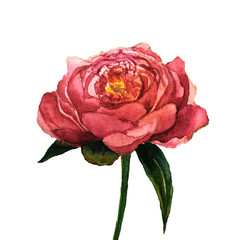 Watercolor peony flower. Hand drawn floral illustration with white background. Botanical illustration.