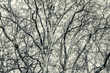 Black and white pattern of tree branches