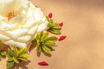 White rose surrounded by red petals and green leaves,left aligned. Template with flowers to make cards.