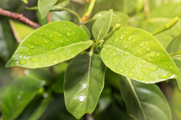 grop of green leaf and water drop, yellow flower and water drop ,water drop,short life