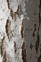 Obraz premium birch texture