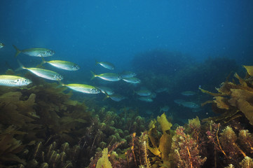 Naklejka na ściany i meble School of jack mackerel Trachurus novaezelandiae swimming above sea weeds.