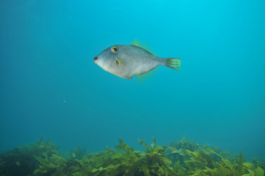 Leatherjacket Parika scaber hovering above kelp forest.
