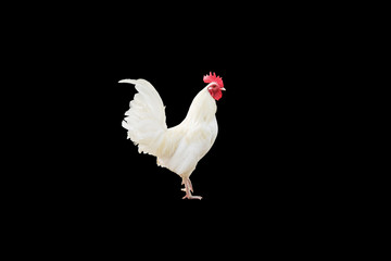 White hen on a black background. Isolated