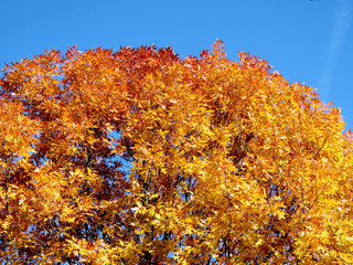 Thornhill the autumn maple tree 2016