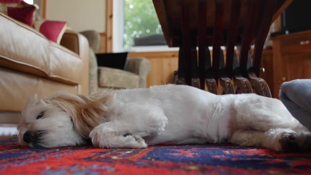 Little cockapoo dog resting on a colorful rug