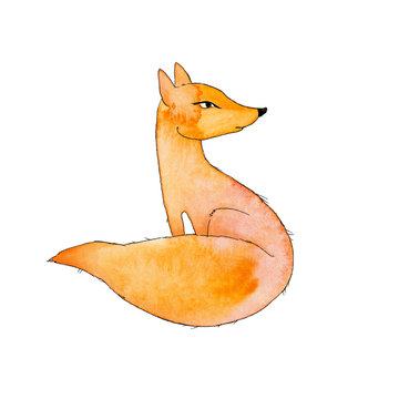 red fox on a white background