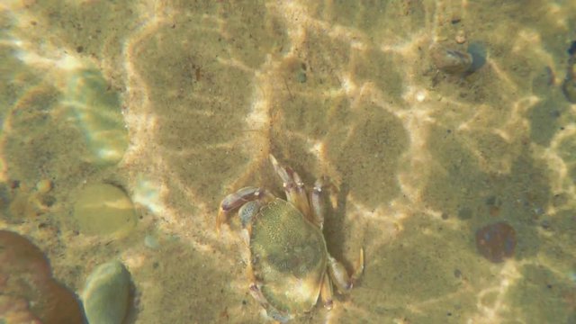 Sea crab walking along ocean sandy floor