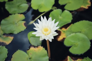 Lotus collection 
