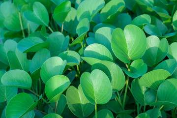 Green oval leaves at sunny day background. Top side view.