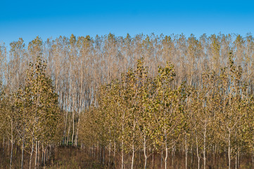 Trees in Hostalric