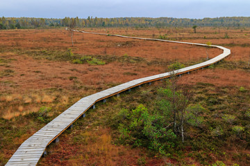 Autumn scenery of wetlands, Aukstumala bog. 