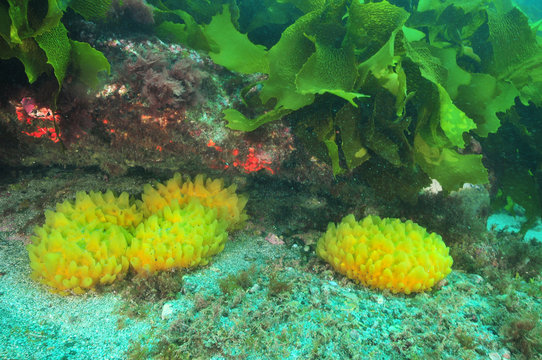Yellow nipple sponges Polymastia pepo in shaded area under rocky overhang.