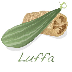 Angled luffa fruits vector