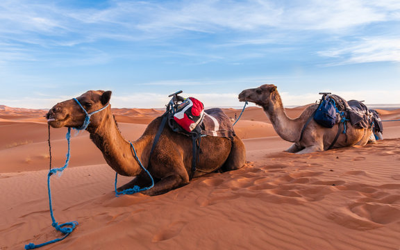 Rastende Dromedare einer Karawane in den Dünen der Sahara bei Merzouga; Marokko