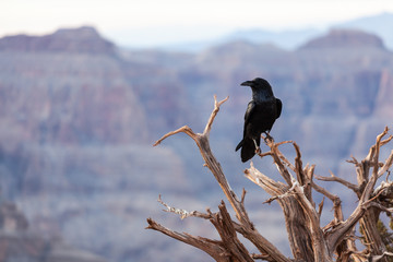 Raven at Grand Canyon South Rim. USA