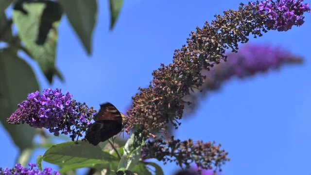 Peacock Butterfly, inachis io, Adult in Flight, Taking off from Buddleja or Summer Lilac, buddleja davidii, Normandy in France, Slow Motion