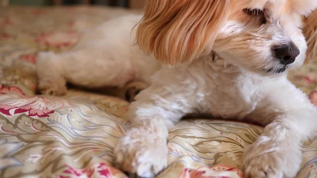 Little dog sleeps on a bed dolly