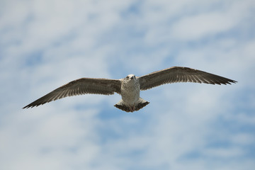 Seagull in the air, wide open wings