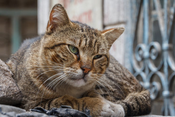 Old cat found on the streets of Izmir, Turkey