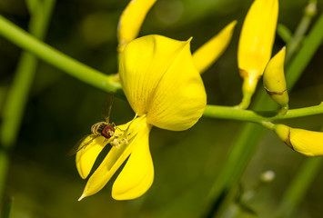 Yellow flowers of Genista sagittalis broom plant with a hoverfly