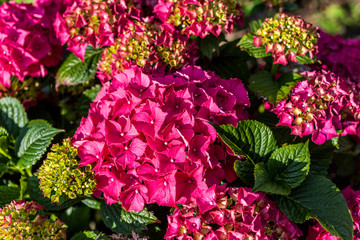 Red Hortensia Flowers