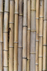 Bamboo wall