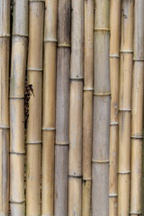 Bamboo wall