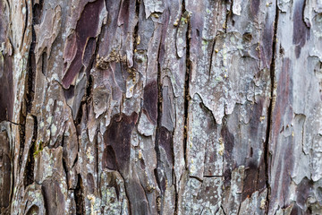 Tree Crust Close up