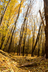 Golden autumn! Walking through the forest!
