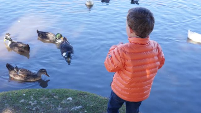 Little boy feeds ducks at the park