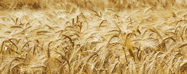 golden barley (agriculture, harvest, industry)