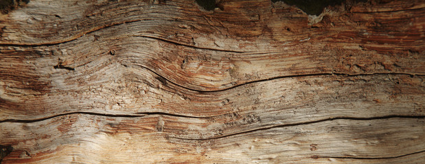 Old rich wood grain texture background with knots