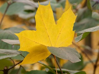 yellow leaf of maple tree atautumn