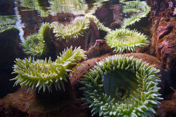 Sea anemone green with freinds underwater