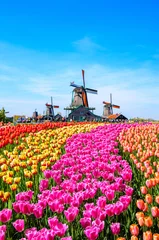 Fototapeten Landscape with tulips in Zaanse Schans, Netherlands, Europe © Olena Zn