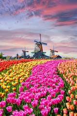 Landscape with tulips in Zaanse Schans, Netherlands, Europe
