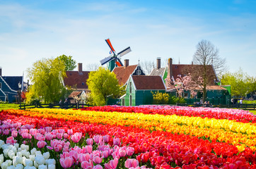 Landscape with tulips in Zaanse Schans, Netherlands, Europe - obrazy, fototapety, plakaty