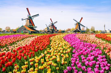 Photo sur Plexiglas Amsterdam Paysage avec des tulipes à Zaanse Schans, Pays-Bas, Europe