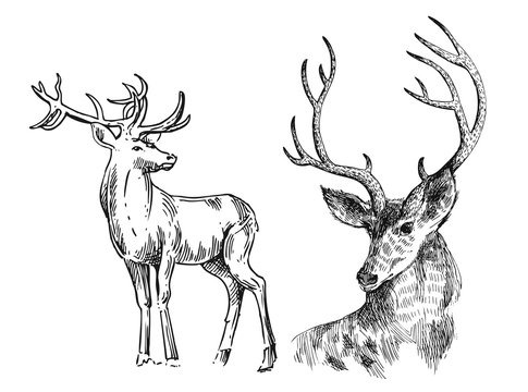 How to draw a deer - Sketchok easy drawing guides