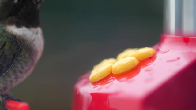 Slow motion of a hummingbird eating nectar from a feeder