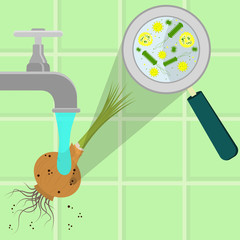 Contaminated onion being cleaned and washed in a kitchen. Microorganisms, virus and bacteria in the vegetable enlarged by a magnifying glass. Running tap water.