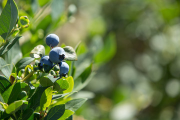 Blueberries In Close-Up