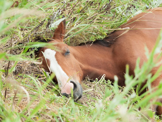 portrait of sleeping arabian foal  in the meadow.