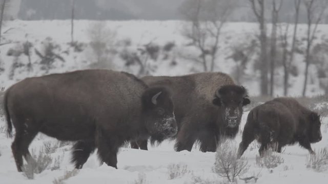 Wild Bison or Buffalo in Wilderness Nature graze in Winter during a Snowstorm at Yellowstone in Wyoming   (slow motion)