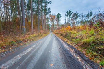Fototapeta premium Beautiful wild fall forest with vibrant colors