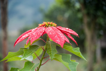 Big red flower of poinsettia growing in a garden. Beautiful background picture of flowers.