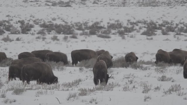 Bison in a winter snowstorm